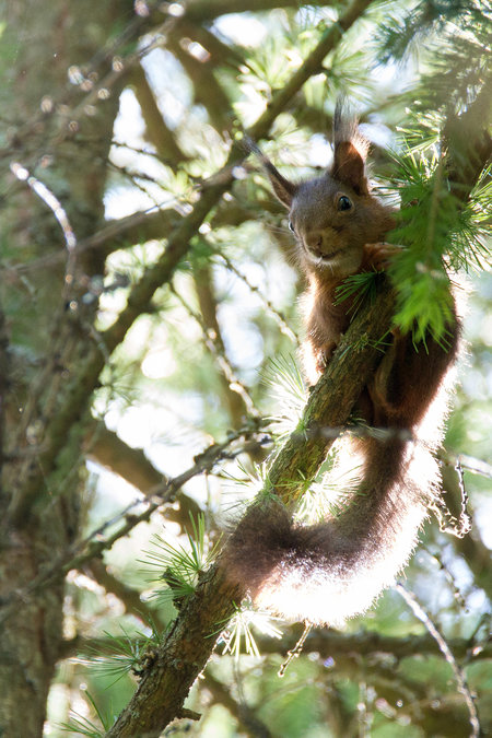 20180411_Eichhörnchen_Jean-Paul-Gauer