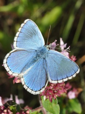 Himmelblauer Bläuling